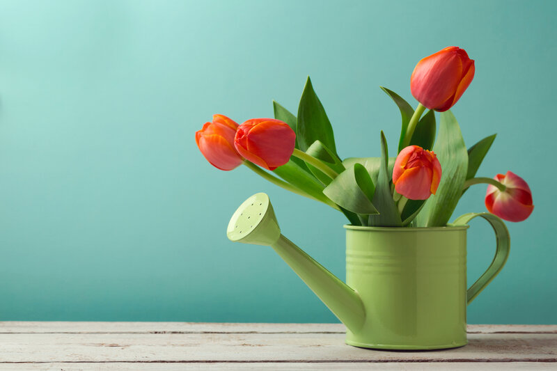 Tulips in Watering Can — Green