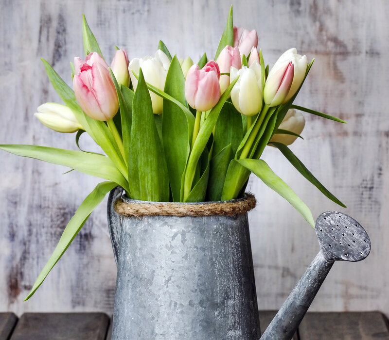 Tulips in Watering Can — Pink, Serene