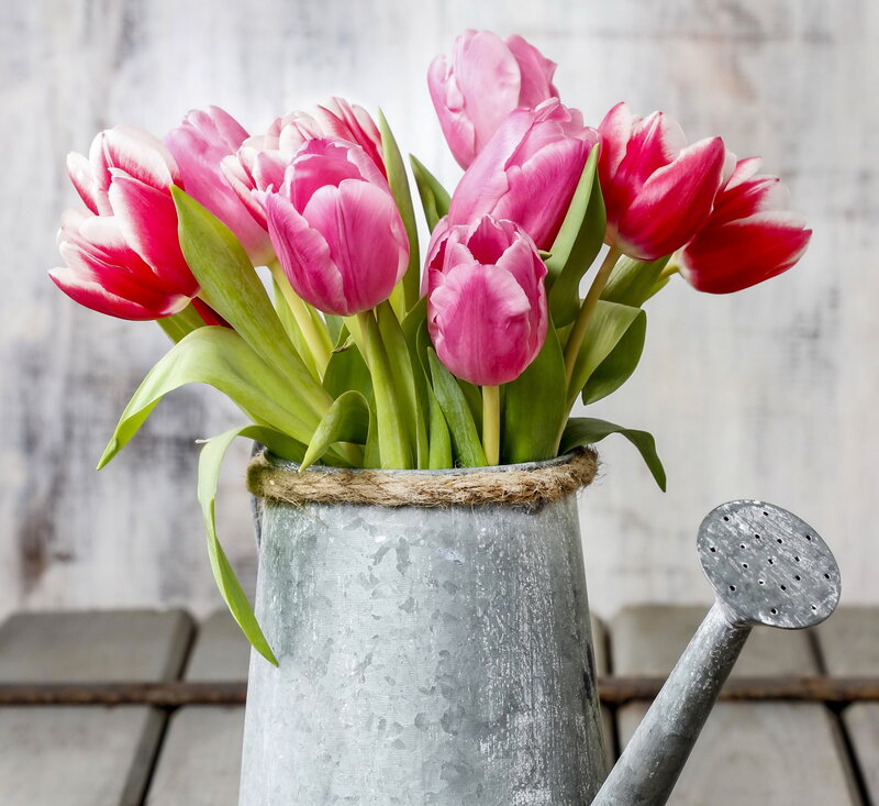 Tulips in Watering Can — Pink
