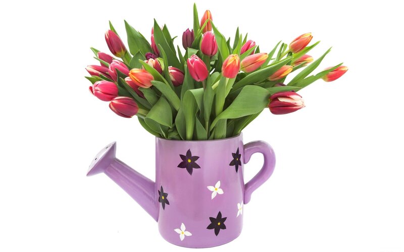 Tulips in Watering Can — Purple, Calm