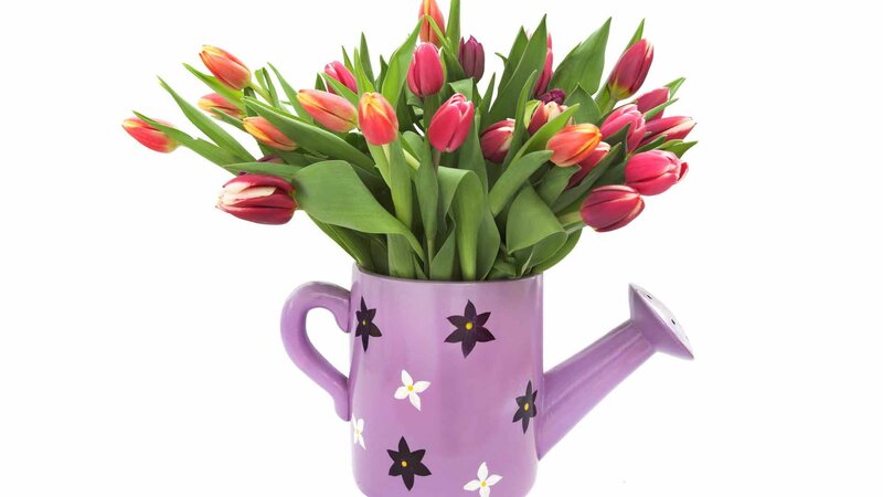 Tulips in Watering Can — Purple