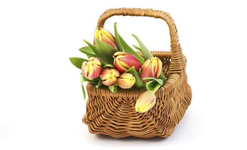 Tulips in Wicker Basket — Brown