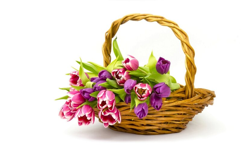 Tulips in Wicker Basket — Purple
