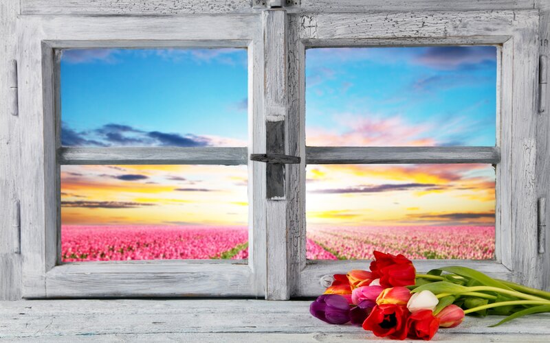 Tulips in Window