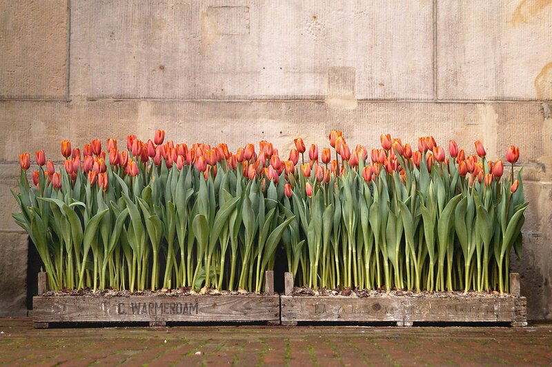 Tulips in Wooden Crates