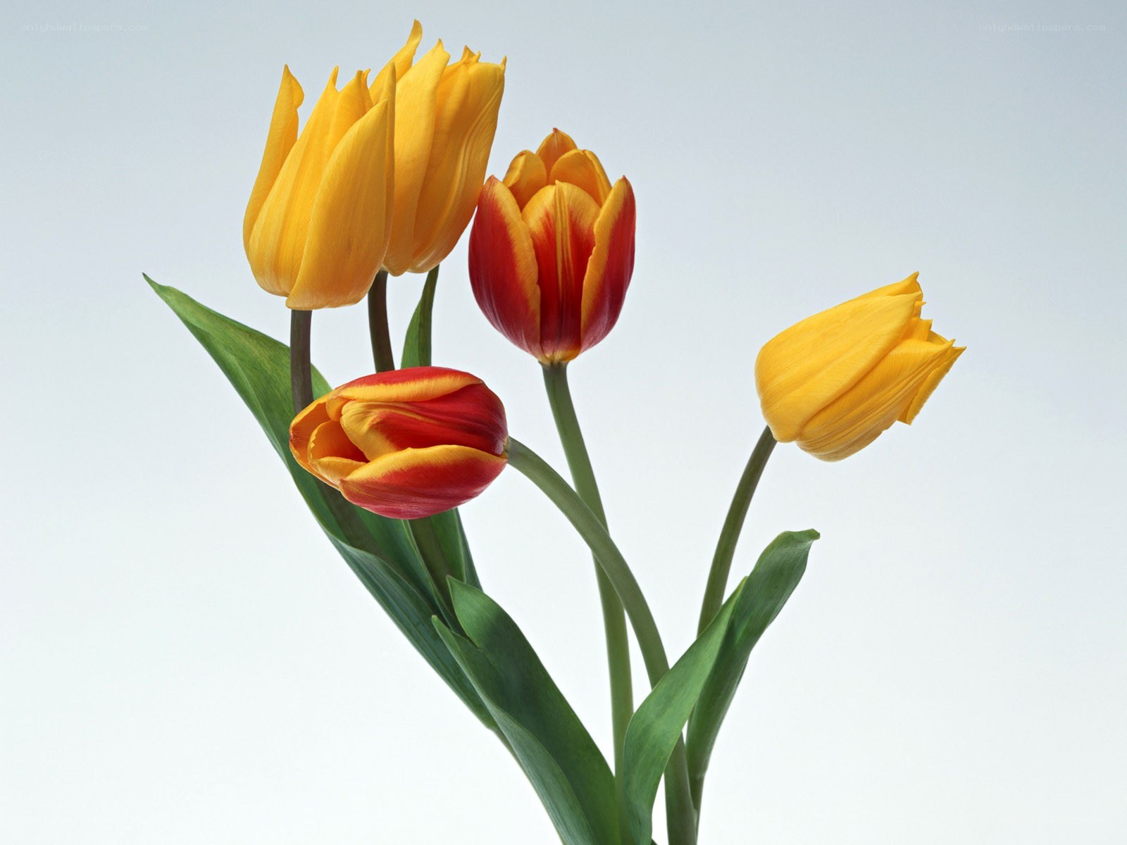 tulips in yellow and red