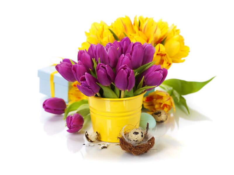 Tulips in Yellow Bucket