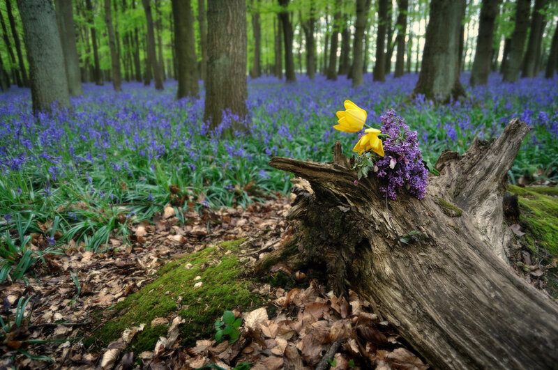 Tulips on a Log