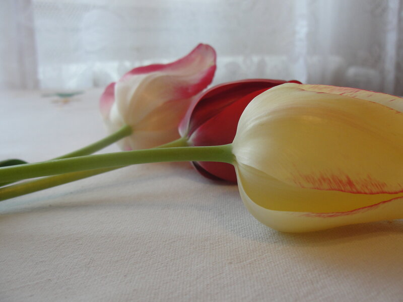 tulips on a table