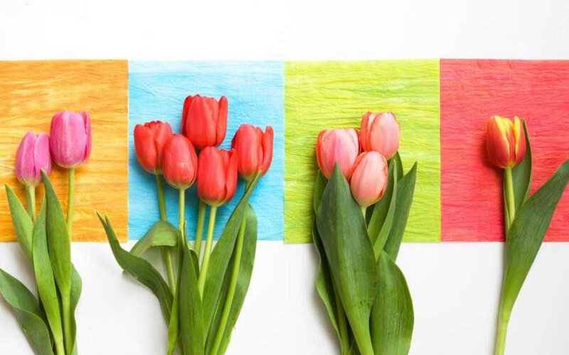 Tulips on Colored Paper