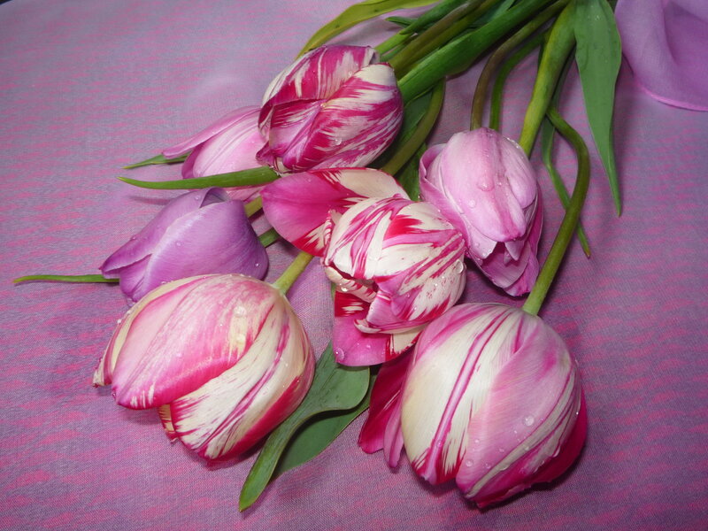 Tulips on Fabric