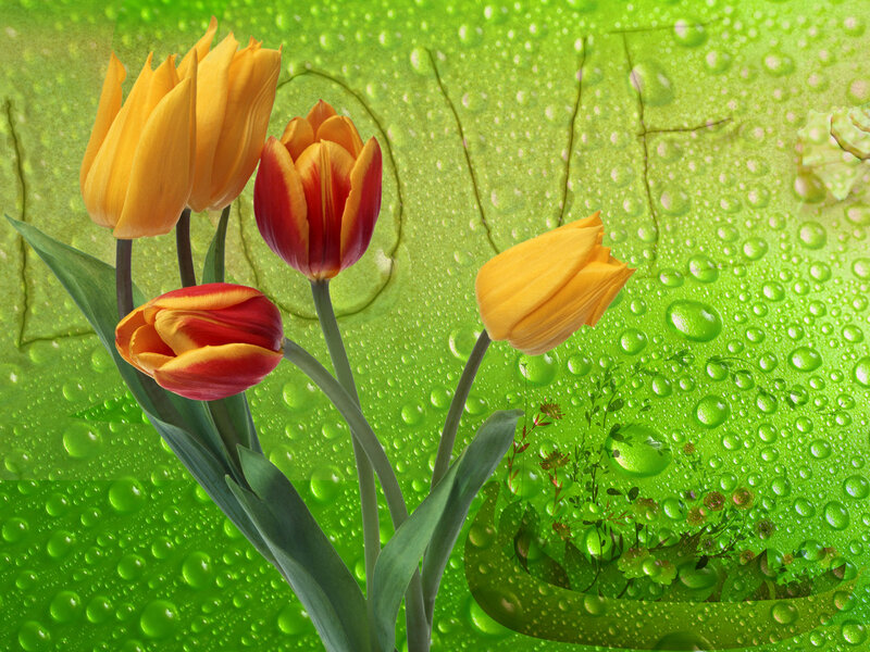 Tulips on Green Surface