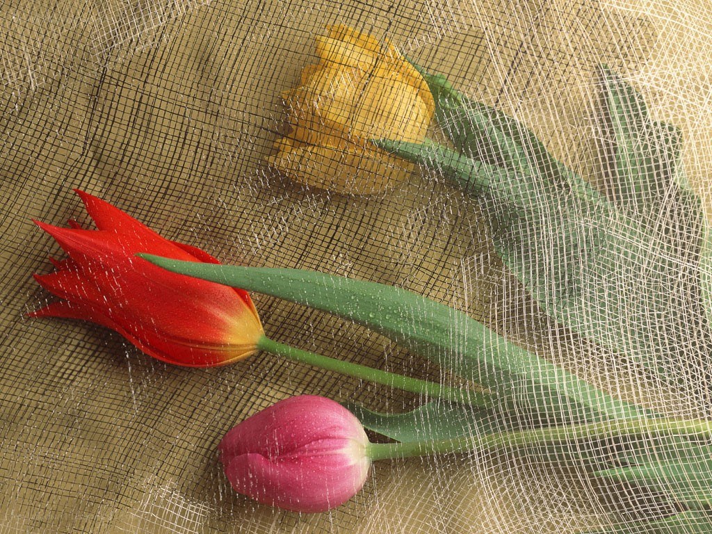 Tulips on mesh fabric