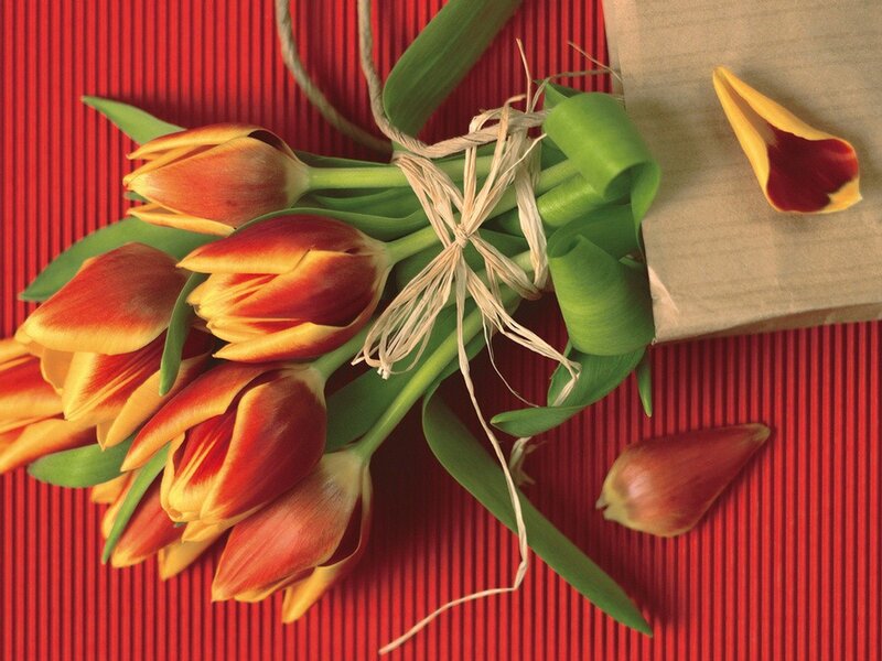 tulips on red background
