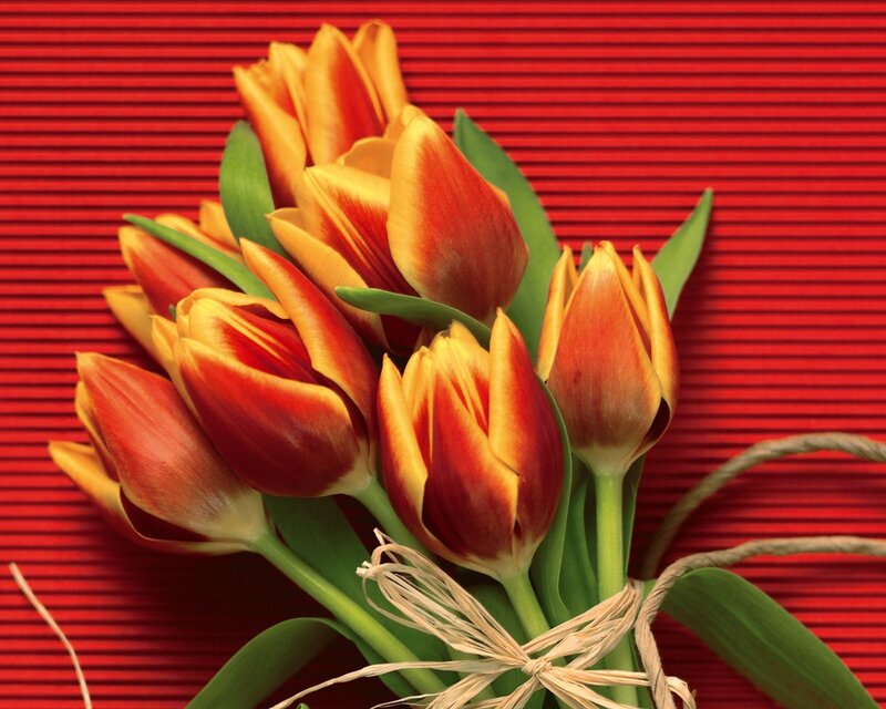 tulips on red background