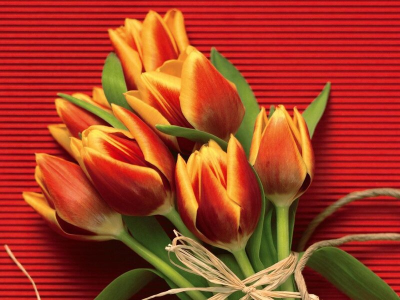 tulips on red background
