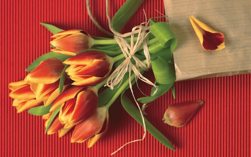tulips on red background