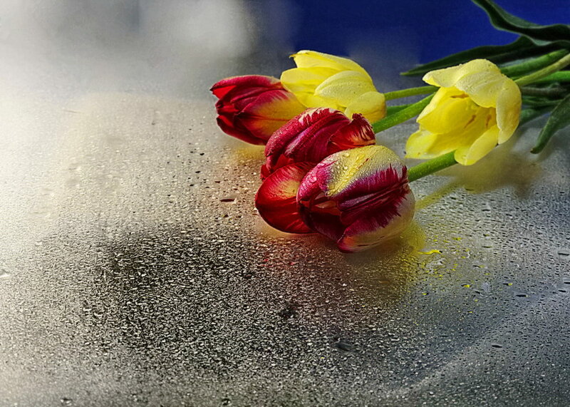 Tulips on Wet Surface
