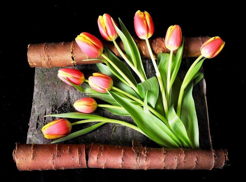 Tulips on Wood — Red