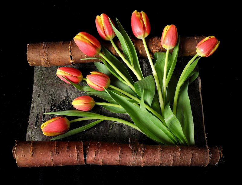 Tulips on Wood