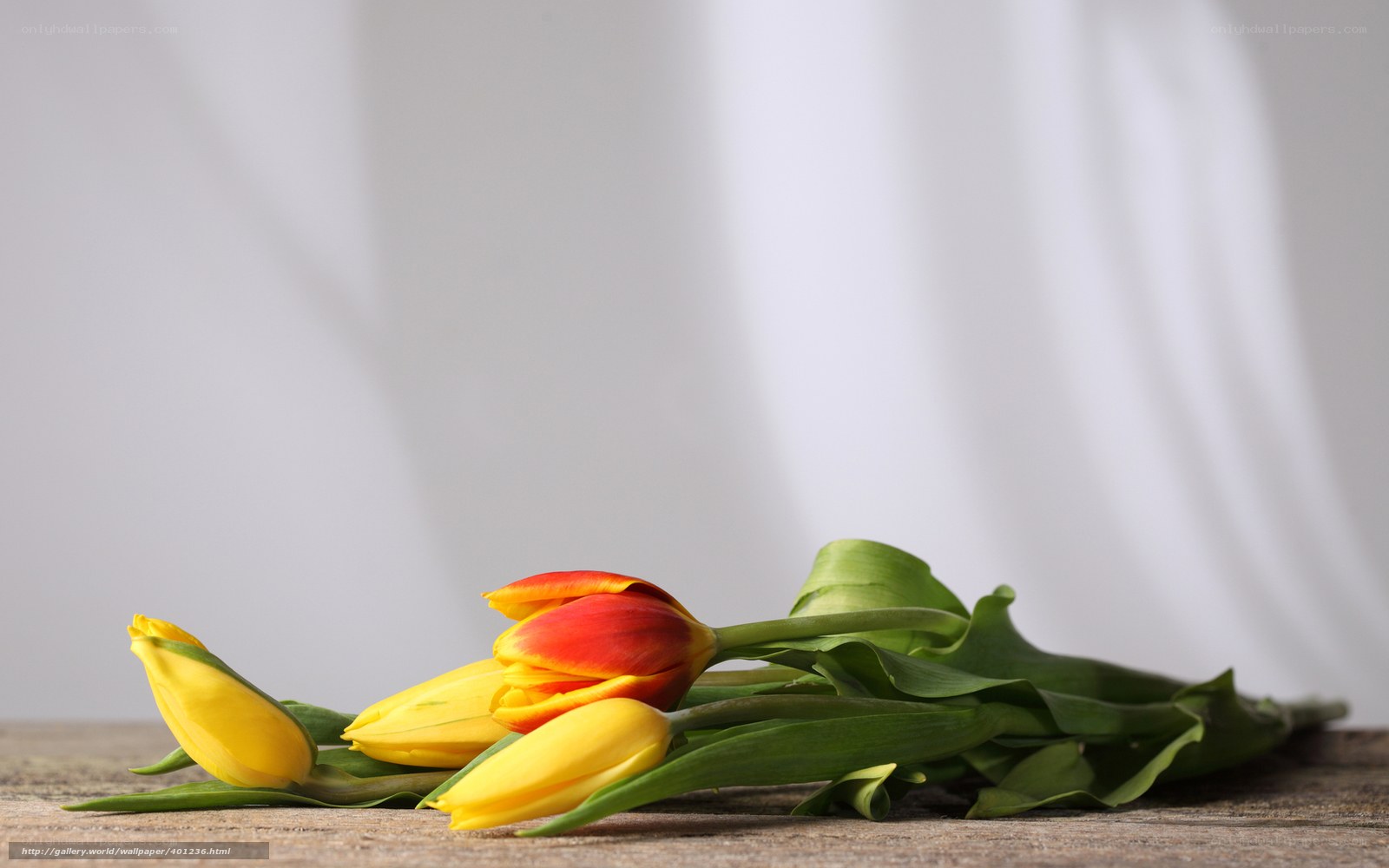 tulips on wooden surface
