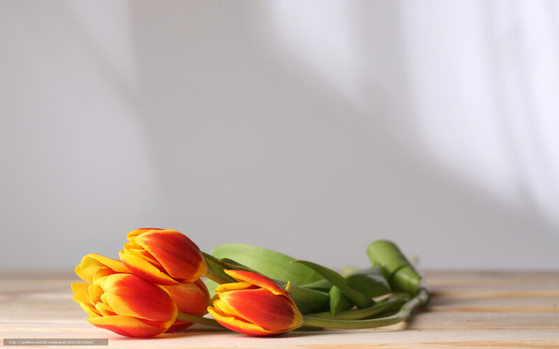 tulips on wooden surface