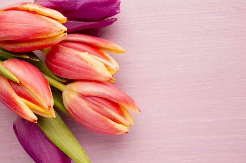 Tulips on Wooden Surface — Pink