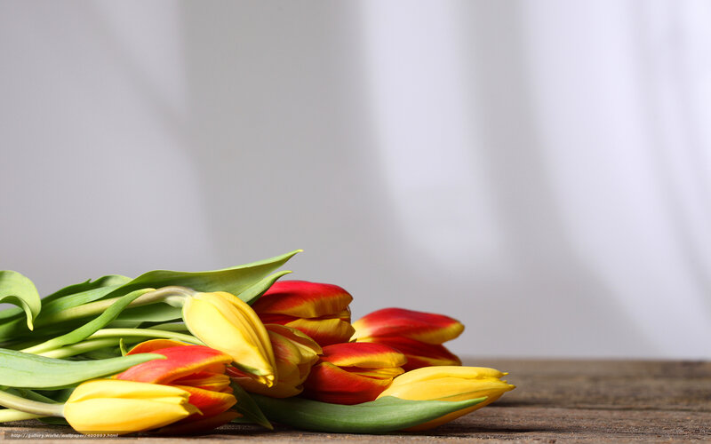 Tulips on Wooden Surface — Yellow, Serene