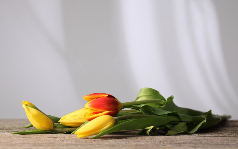 Tulips on Wooden Surface — Yellow