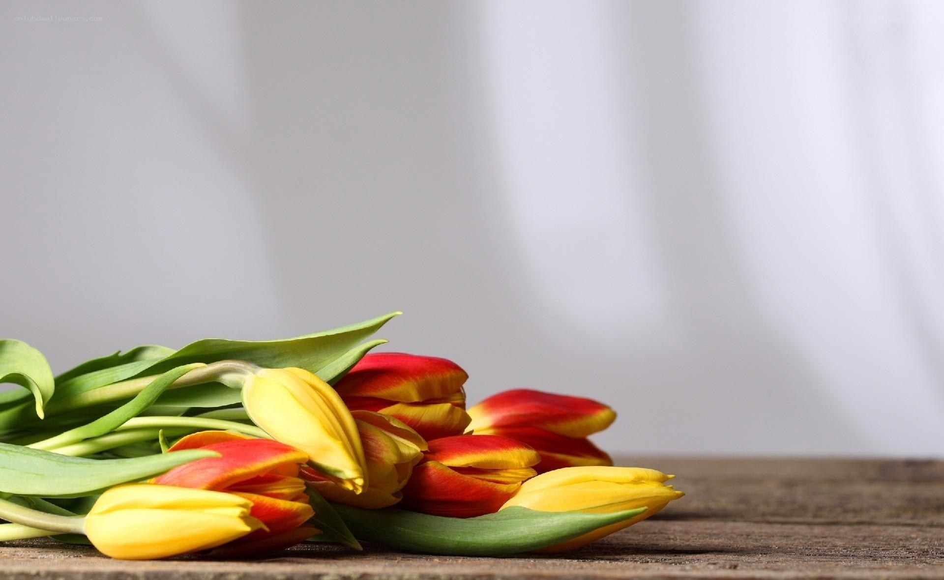 tulips on wooden surface