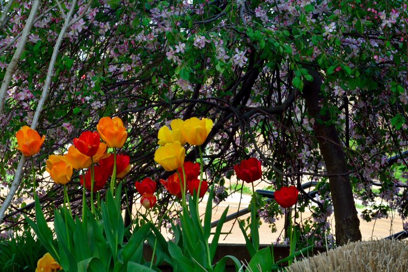 Tulips under Blossoming Tree