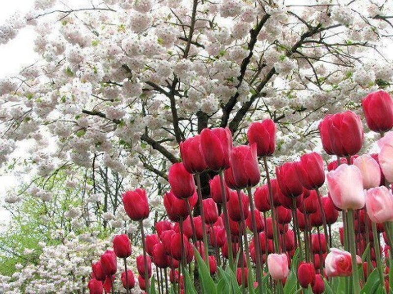 Tulips under Cherry Blossoms