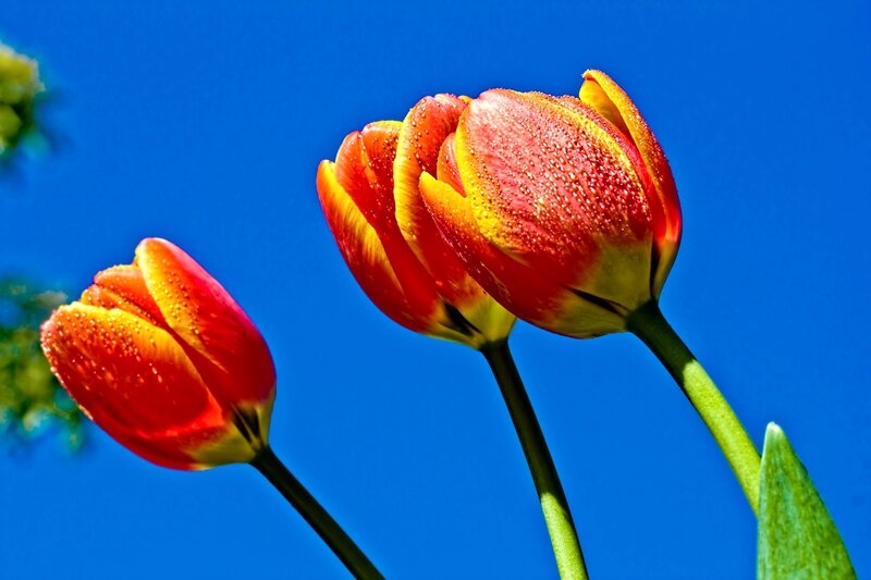 Tulips with dew drops