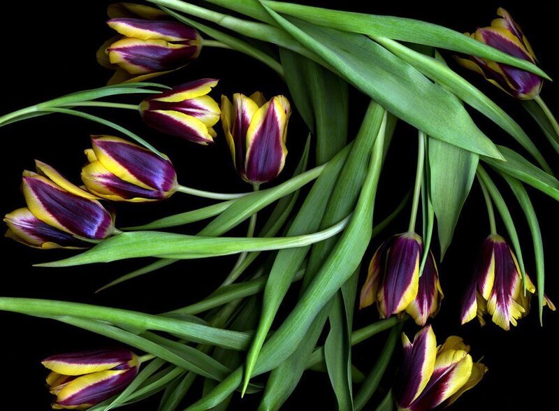 Tulips with Green Leaves