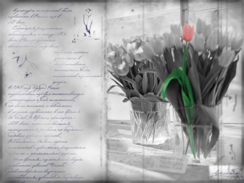 Tulips with handwritten letter