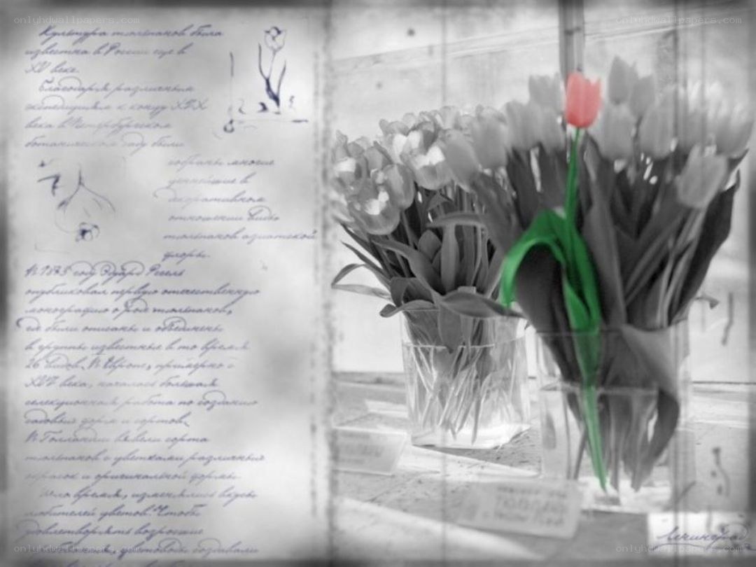 Tulips with handwritten letter