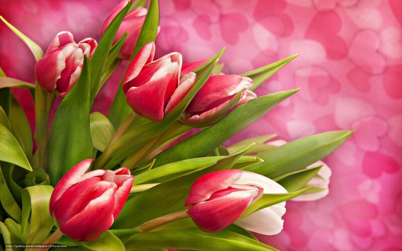 tulips with heart background