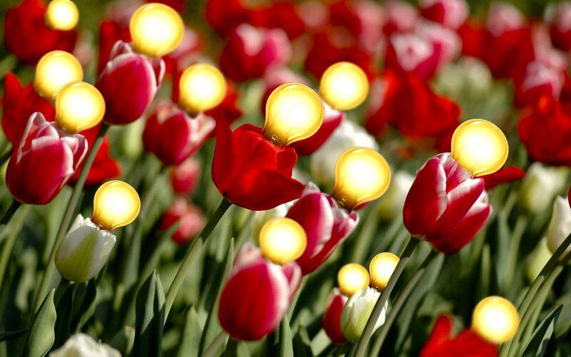 Tulips with Light Bulbs