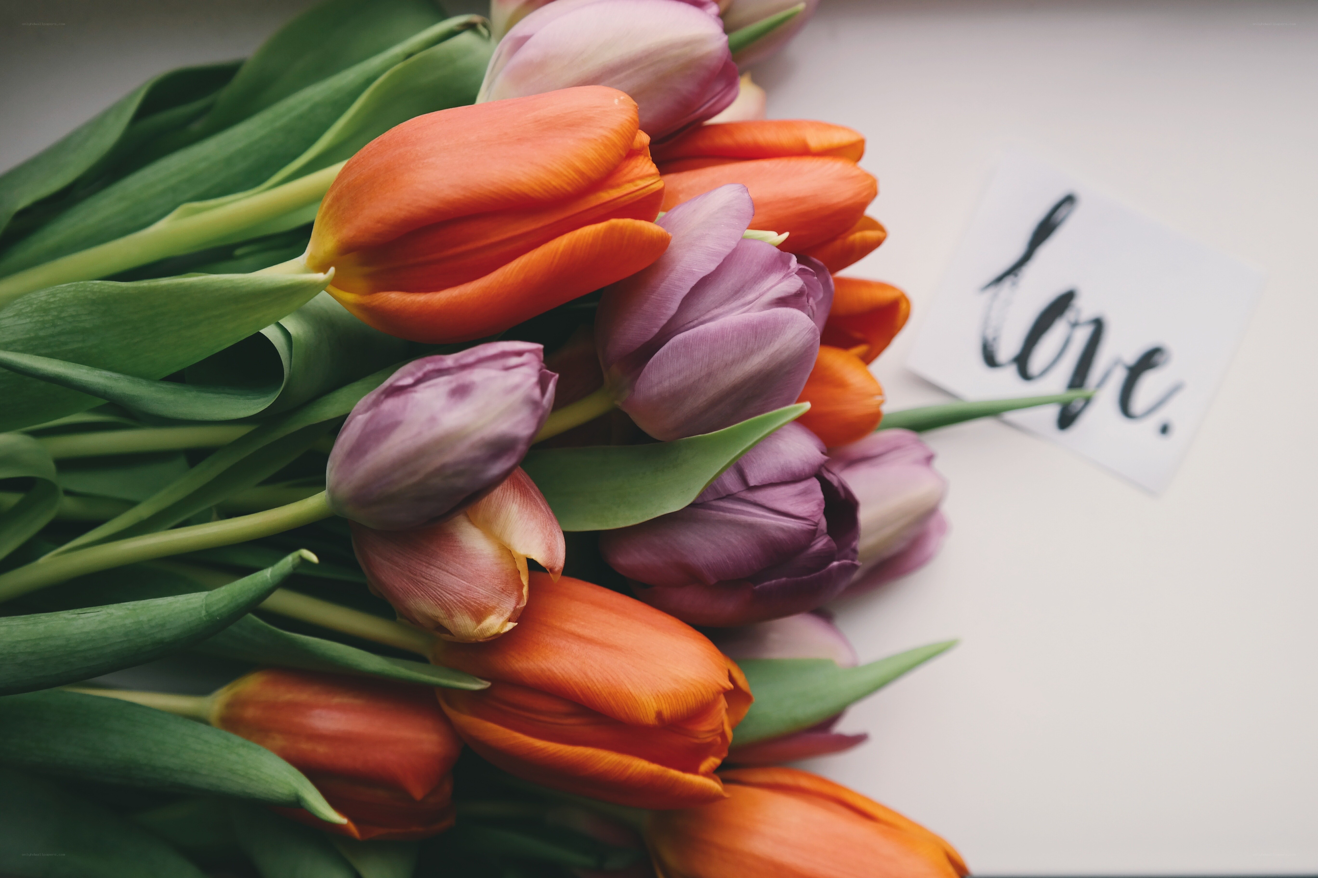 tulips with love note