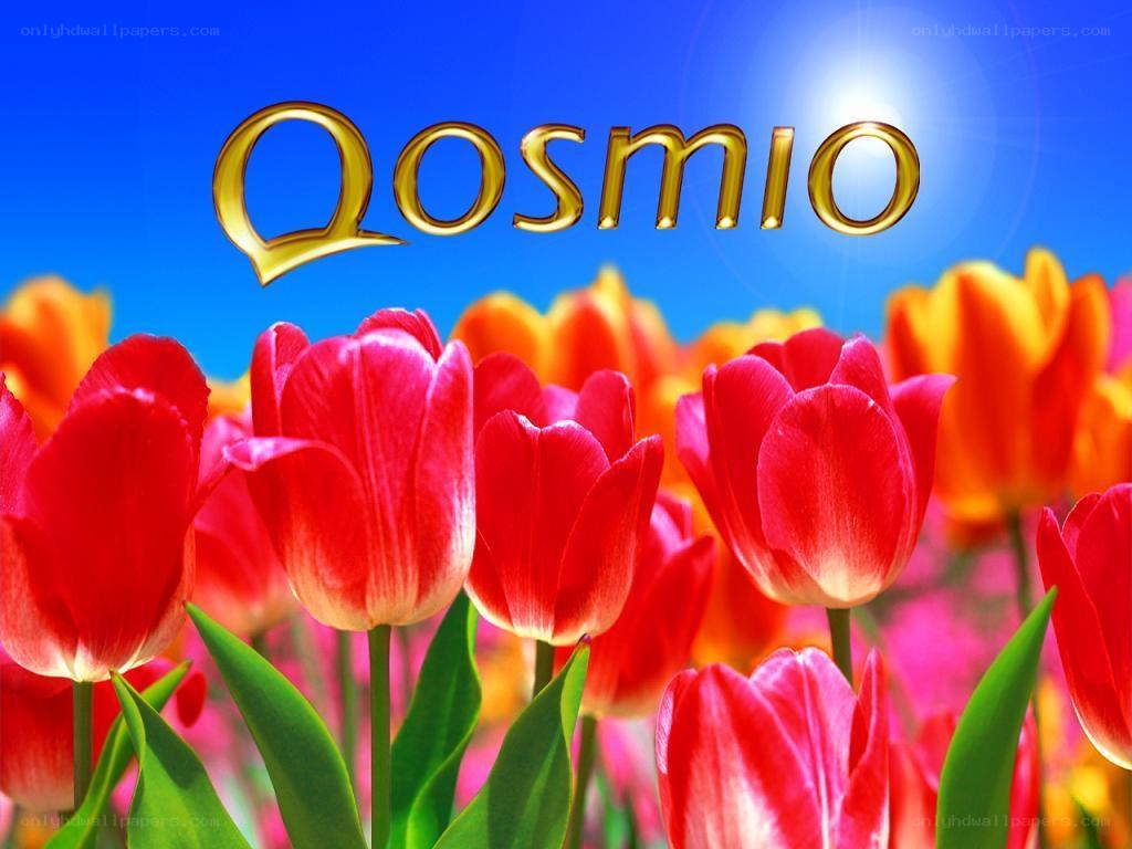 Tulips with Qosmio text
