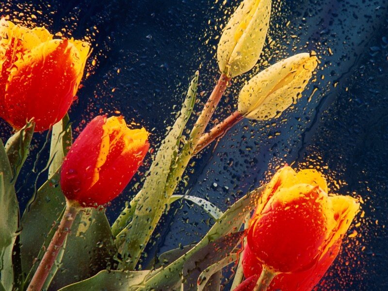 Tulips with raindrops on glass