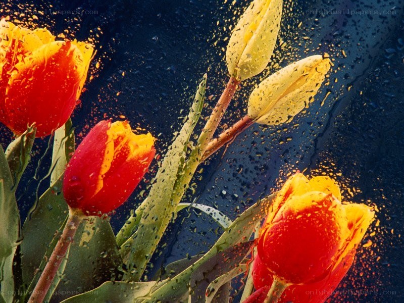 Tulips with raindrops on glass