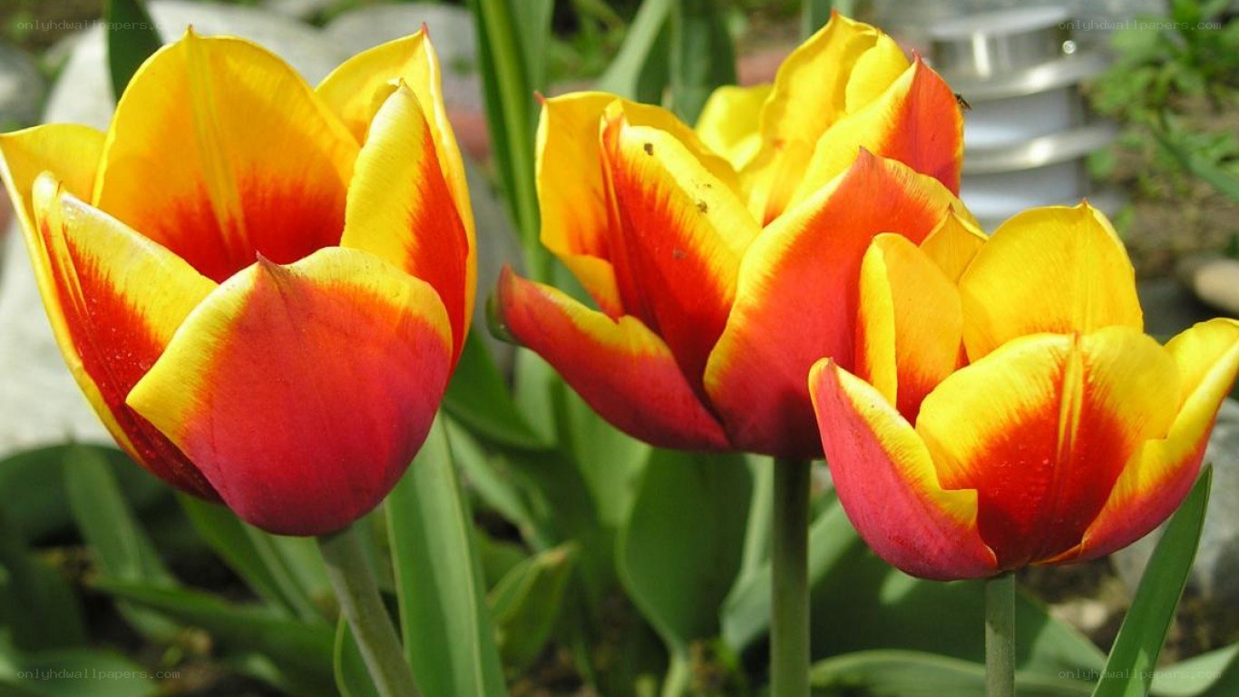 tulips with red and yellow petals