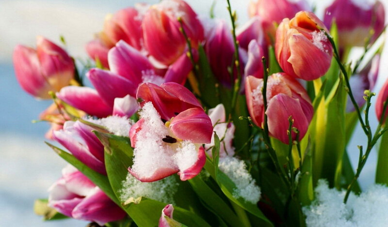 Tulips with Snow — Pink