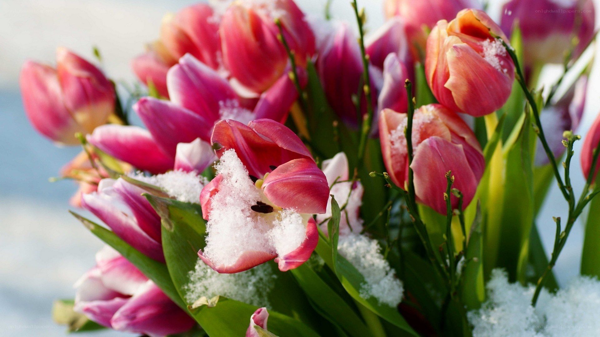 tulips with snow