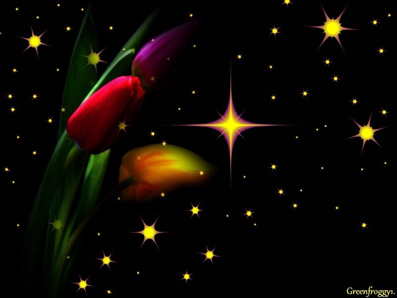 Tulips with Stars