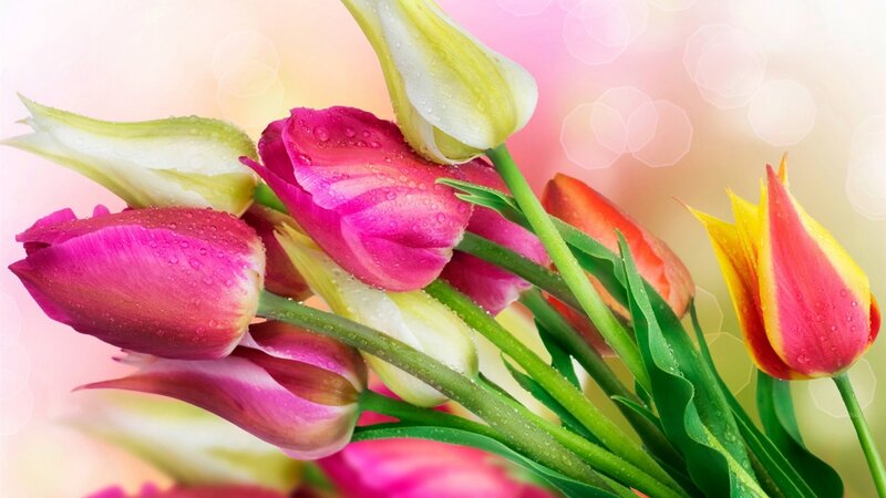 Tulips with Water Droplets — Pink, Fresh