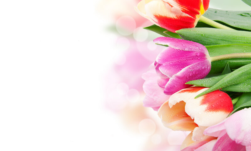 Tulips with Water Droplets — Pink, Serene