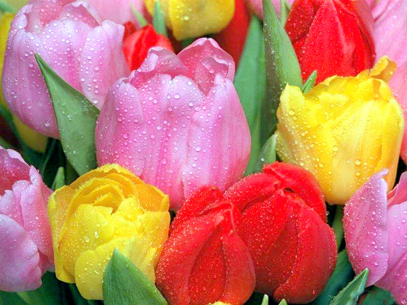 Tulips with Water Droplets — Pink