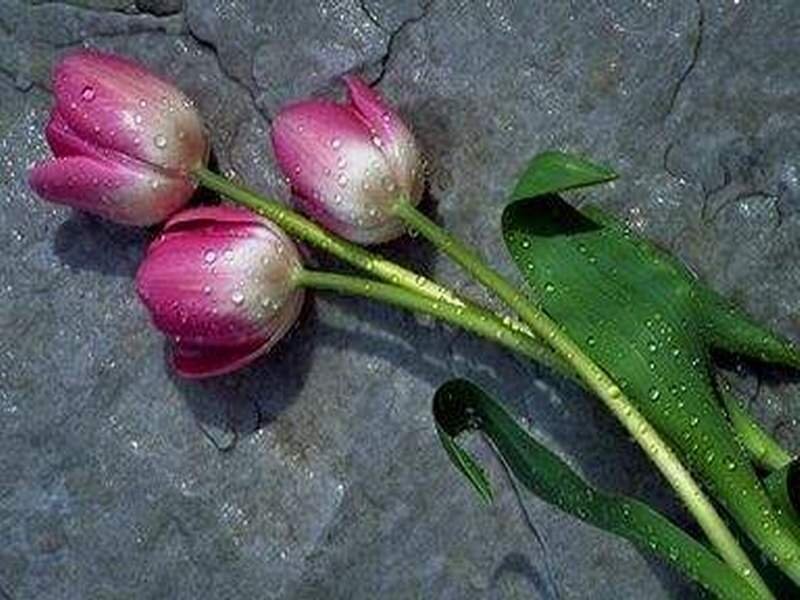 tulips with water droplets